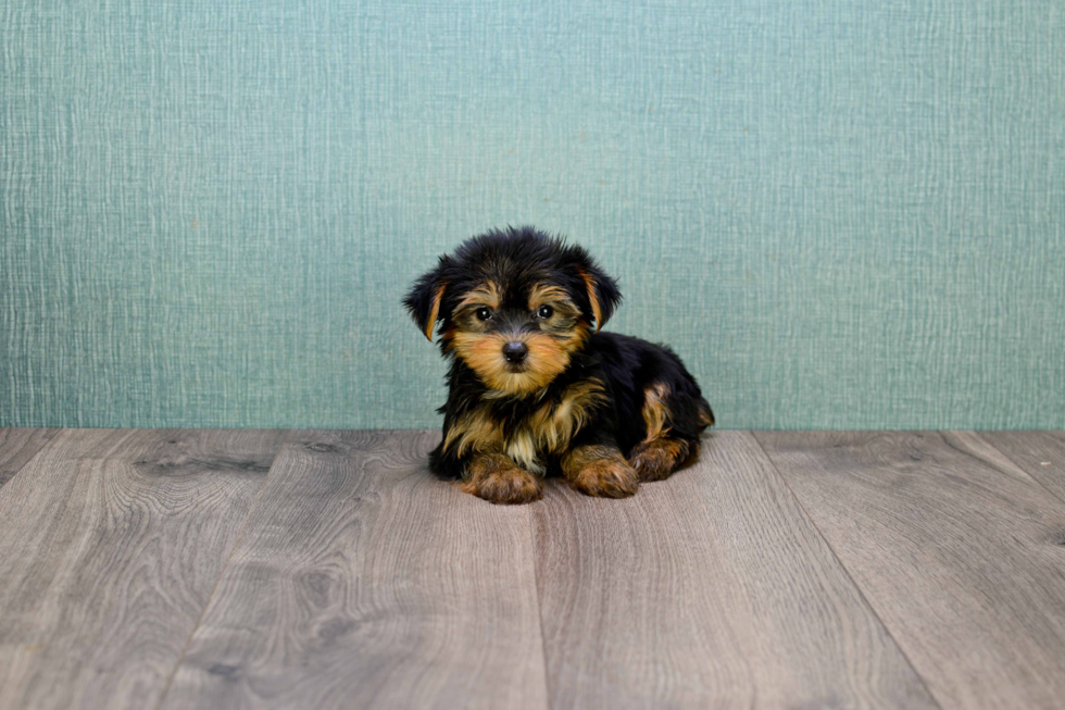 Meet Penelope - our Yorkshire Terrier Puppy Photo 