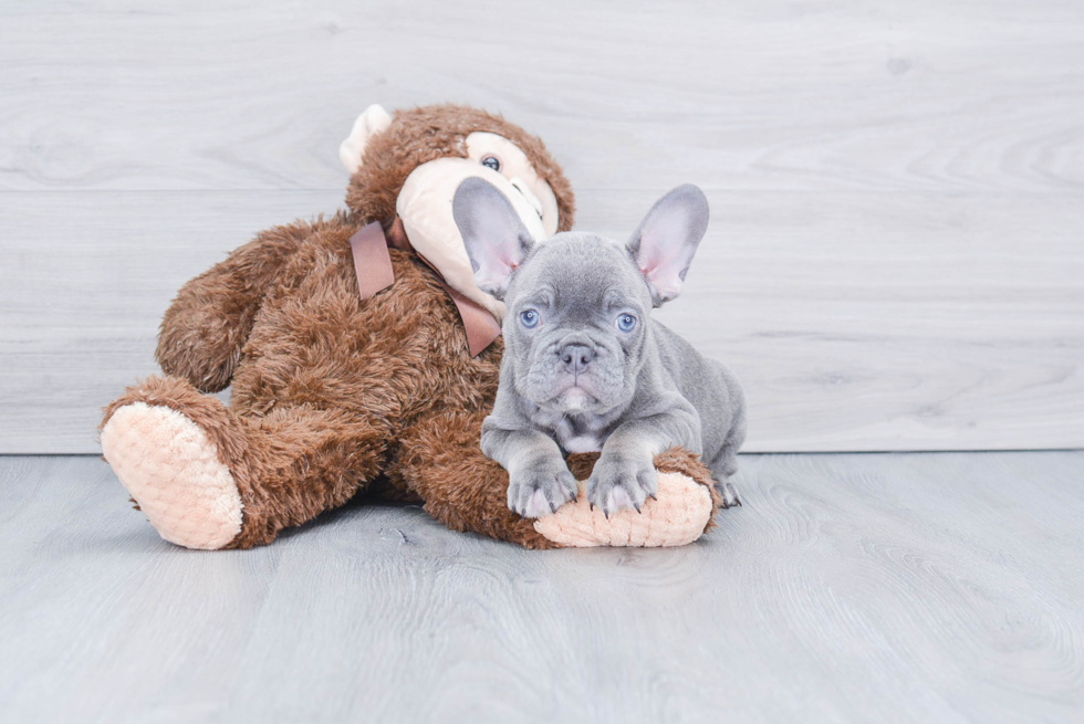 Meet Ghost - our French Bulldog Puppy Photo 2/2 - Premier Pups