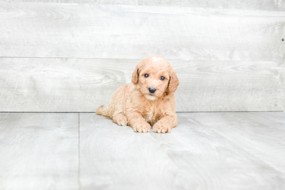 Meet Bree - our Mini Goldendoodle Puppy Photo 1/2 - Premier Pups