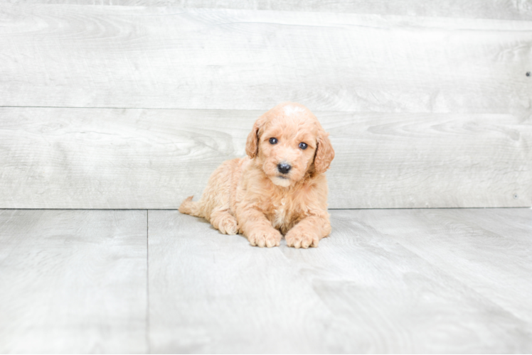 Meet Bree - our Mini Goldendoodle Puppy Photo 1/2 - Premier Pups