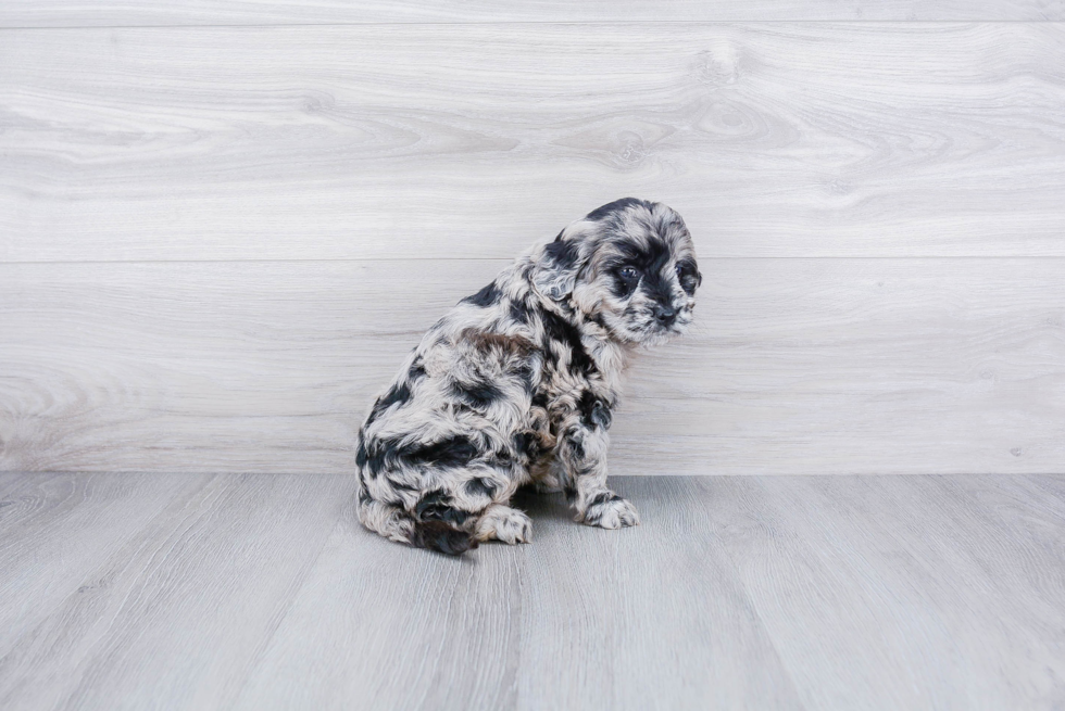 Meet Riley - our Mini Goldendoodle Puppy Photo 4/4 - Premier Pups
