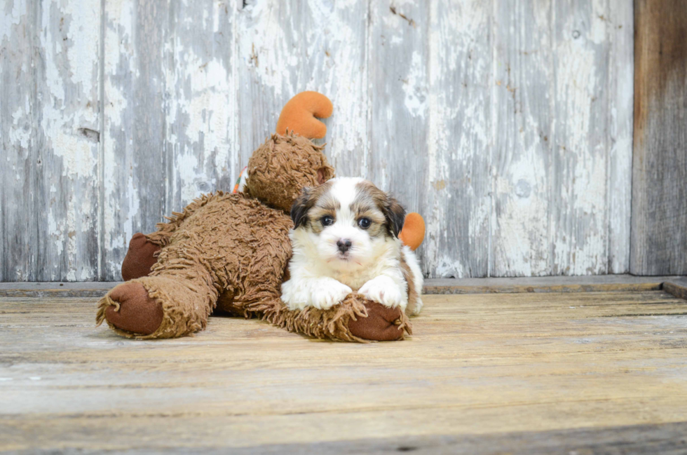Best Teddy Bear Baby