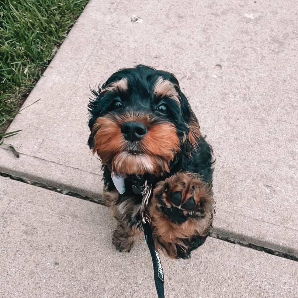 black and brown cockapoo on a leash with one paw in the air