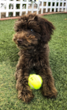 Little Labrador Poodle Mix Pup