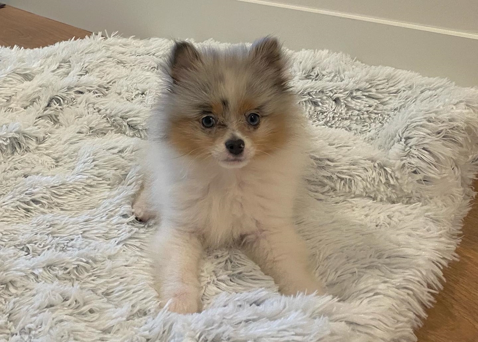 Spunky and fox-faced Pomeranian lively companion for teens