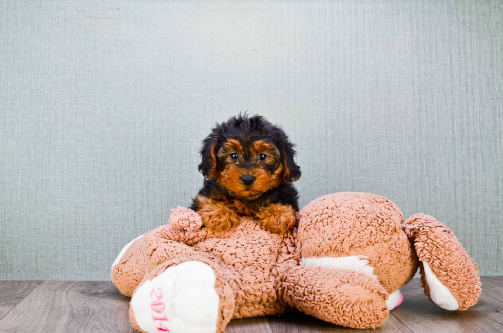 6 week yorkie poo puppies yorkie poo puppies for sale designer breed for sale in ohio 6 week yorkie poo puppies yorkie poo puppies for sale designer breed for sale in ohio
