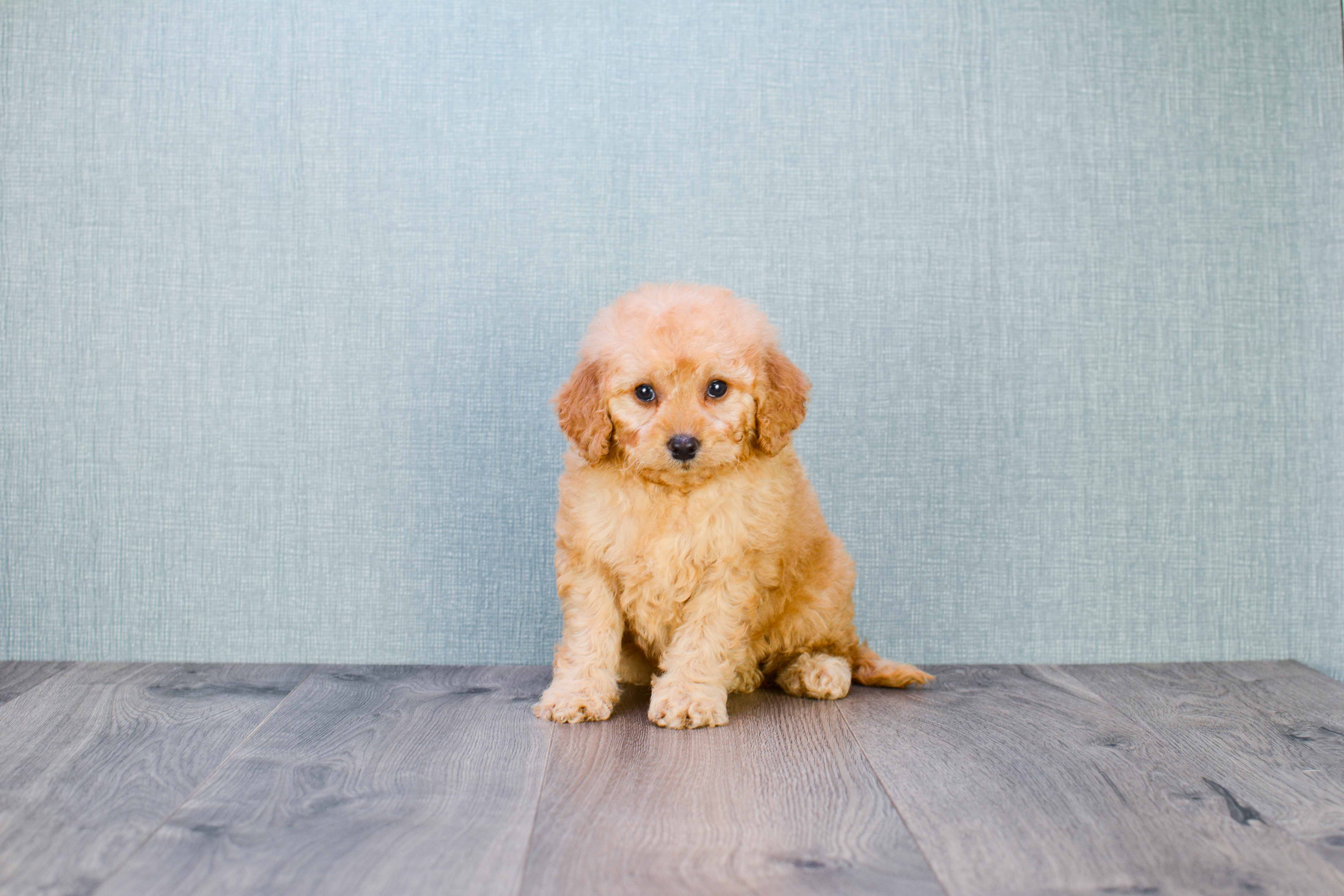 goldendoodle puppies under 500