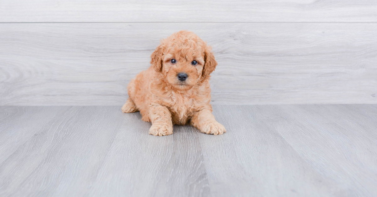 F1B MINI GOLDENDOODLE PUPPY