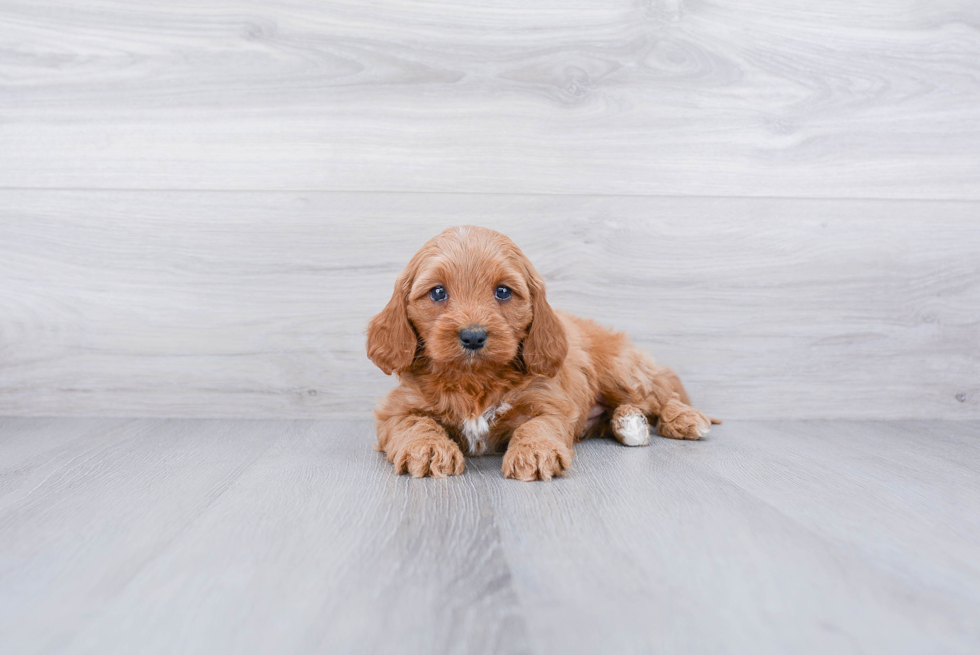 Meet Nixon - our Cavapoo Puppy Photo 2/2 - Premier Pups