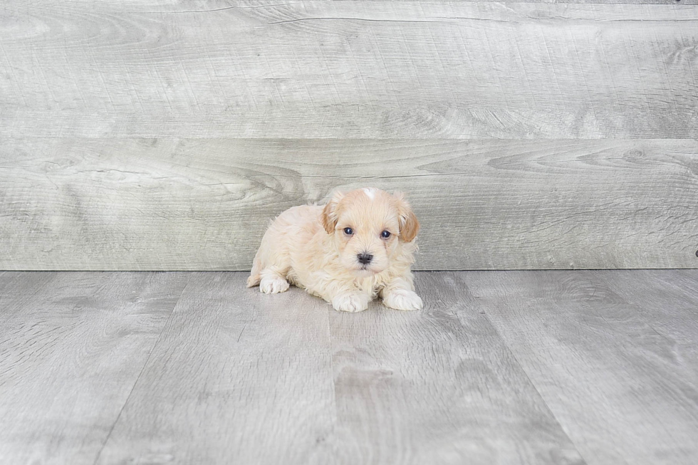 Meet Hamilton - our Maltipoo Puppy Photo 3/3 - Premier Pups