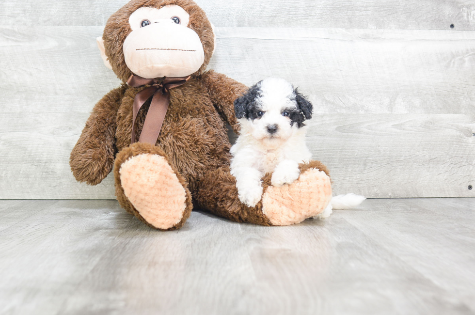 Small breed puppies for sale Teacup Pups for sale in Ohio Premier Pups