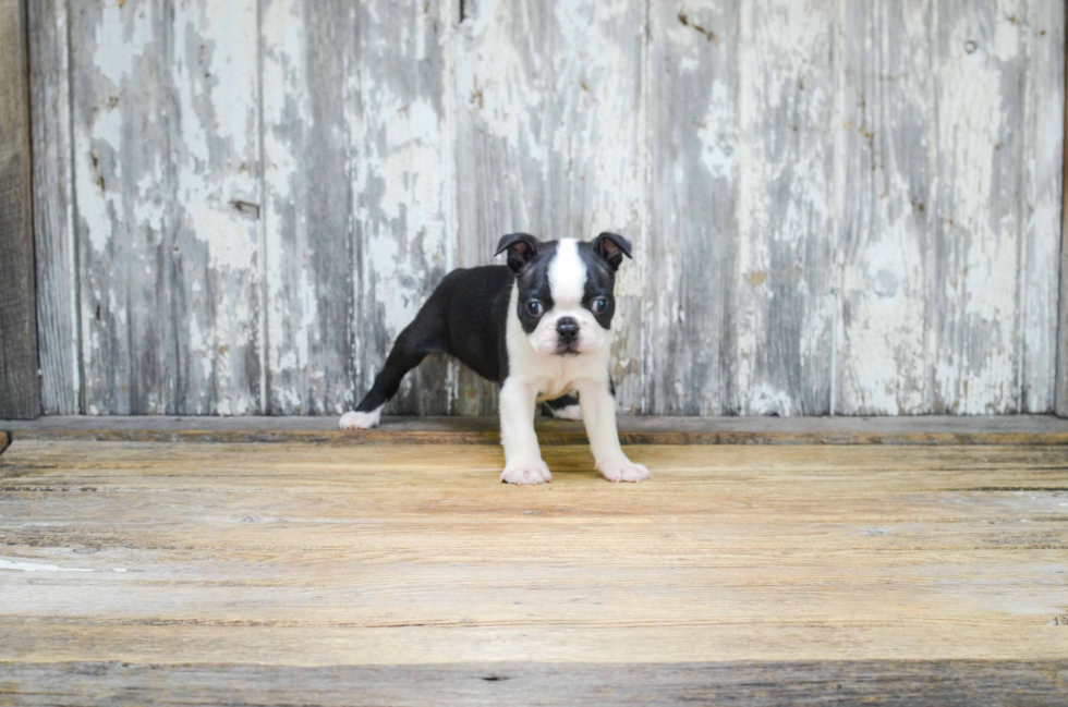 Boston Terrier Puppy for Adoption