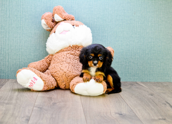 Cavalier King Charles Spaniel Puppy for Adoption