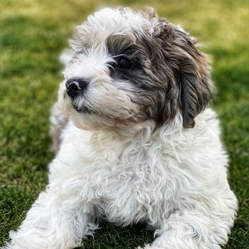 brown and white shih poo dog sitting in the grass