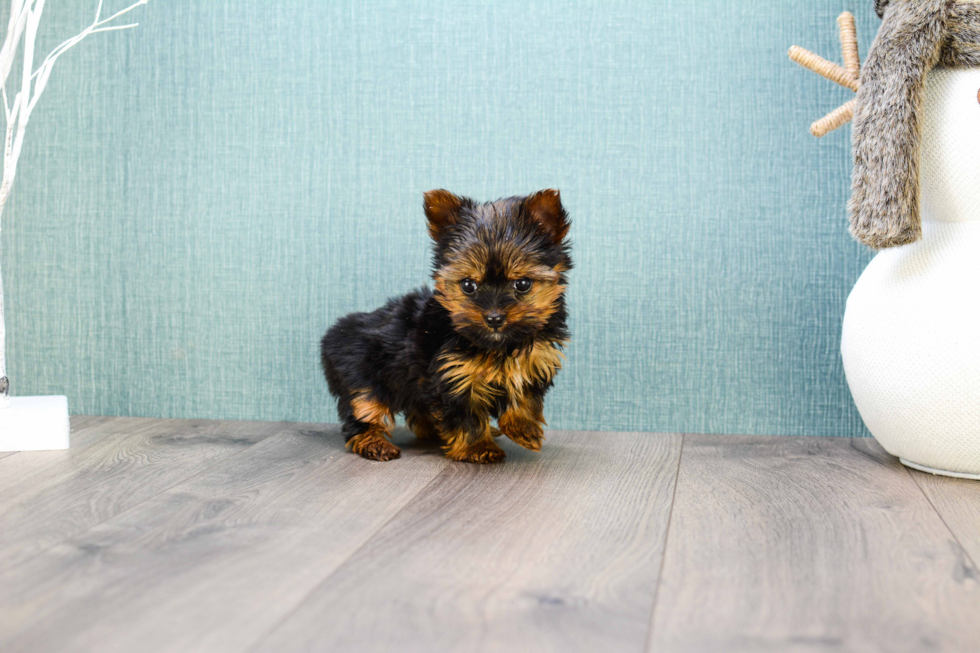 Meet Micro Teacup-Rebecca - our Yorkshire Terrier Puppy Photo 