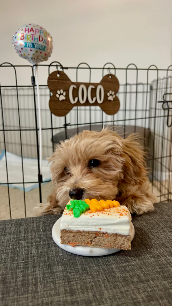 maltipoo adult dog eating a dog-friendly cake