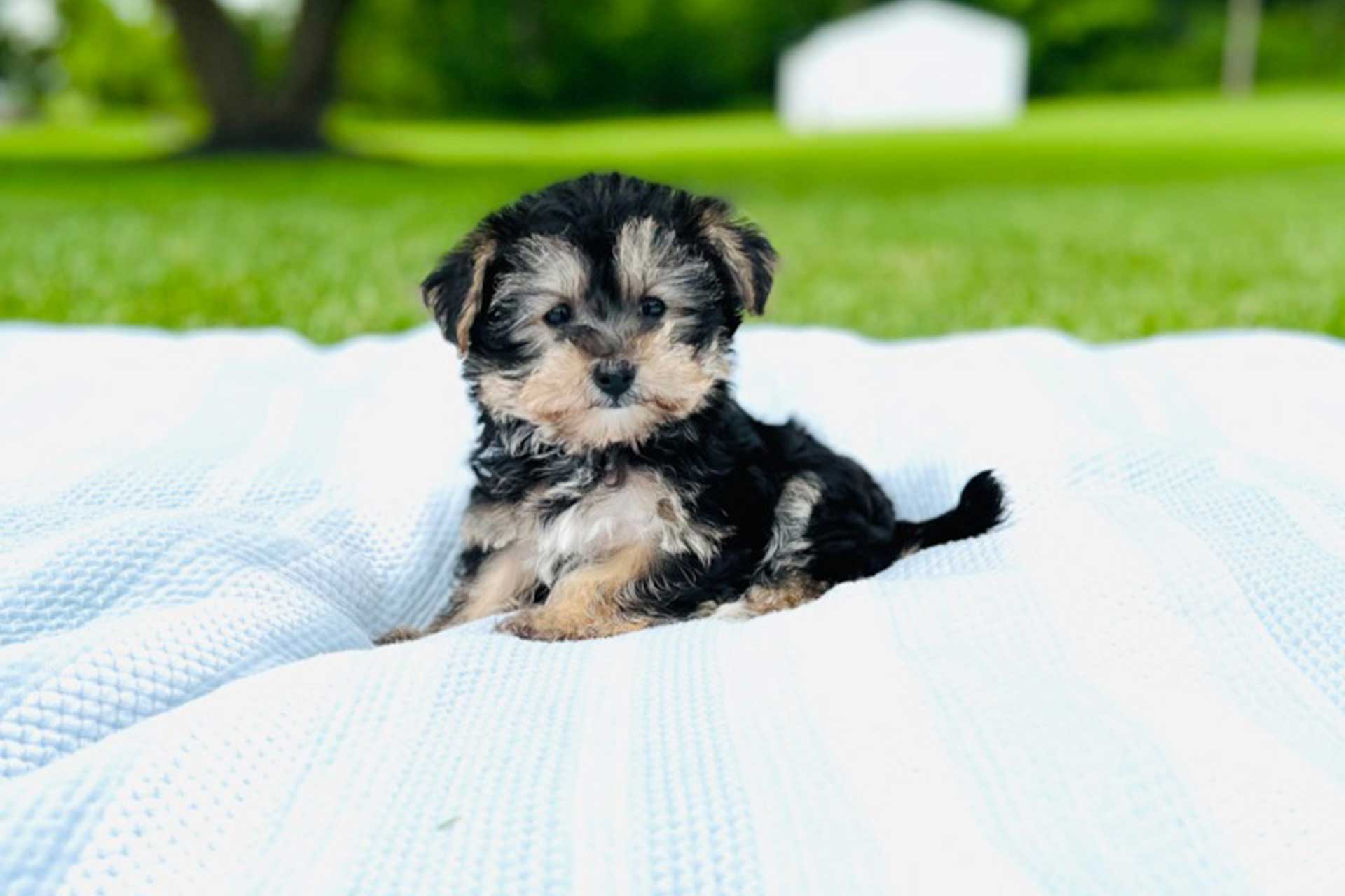 Yorkie Chon puppy