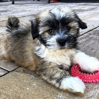 tricolor havanese puppy