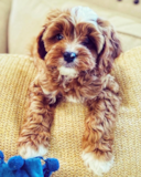 Playful Cavapoo Pup