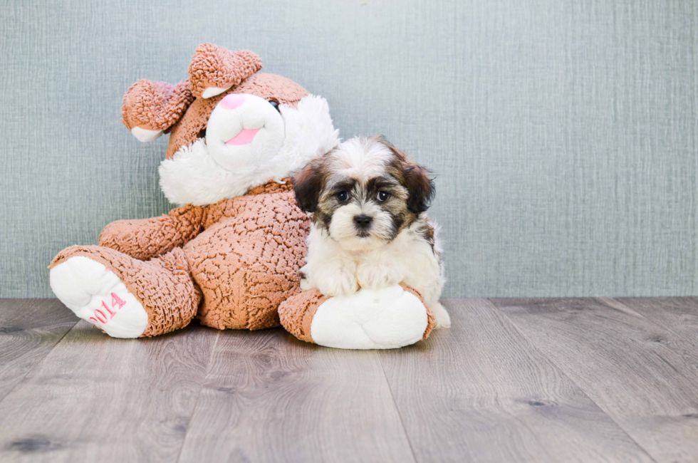 where can i buy a teddy bear puppy