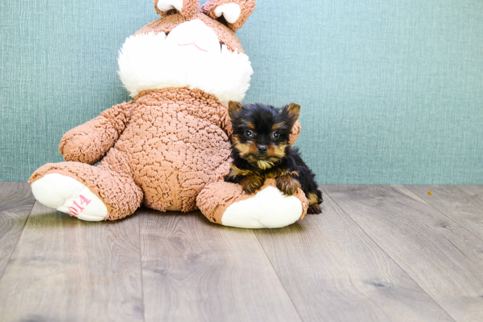 Meet Micro Teacup-Steph - our Yorkshire Terrier Puppy Photo 