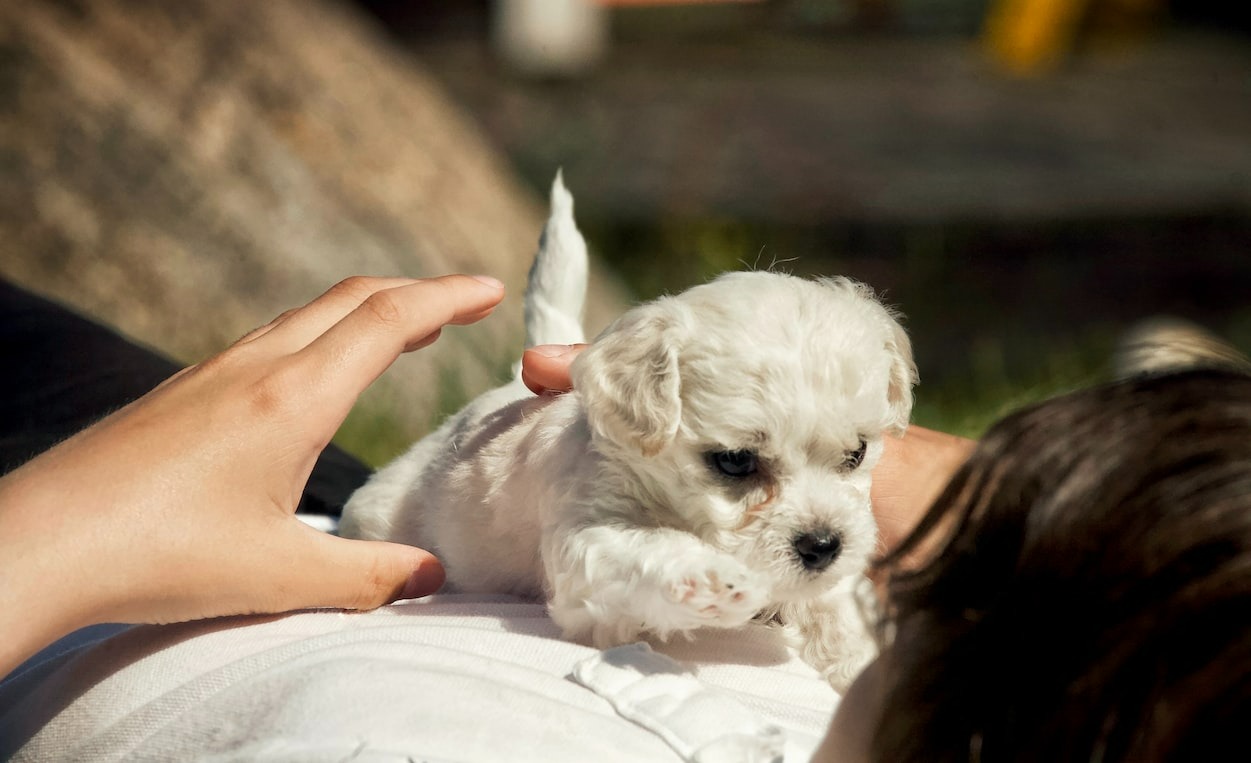 white small puppy with owner