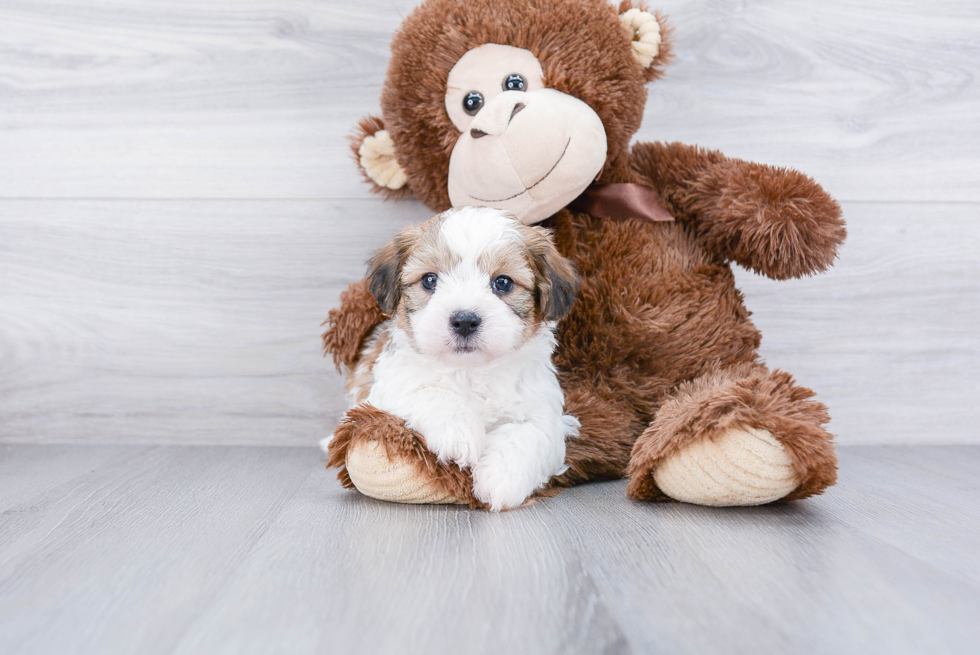 Meet Ned - our Teddy Bear Puppy Photo 2/3 - Premier Pups