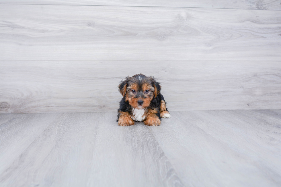 Meet Snickers - our Yorkshire Terrier Puppy Photo 