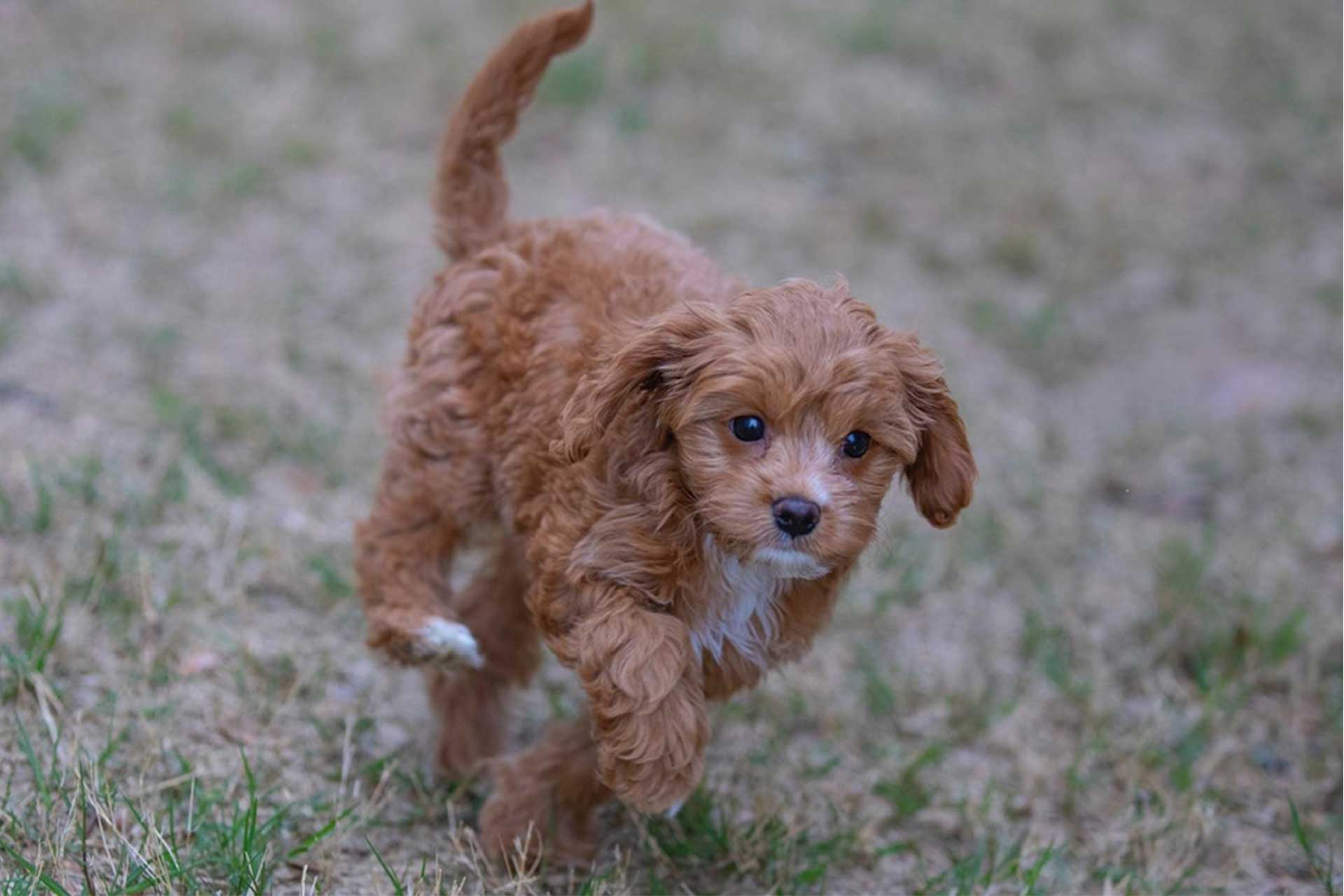 Adorable Cavapoo puppy exploring