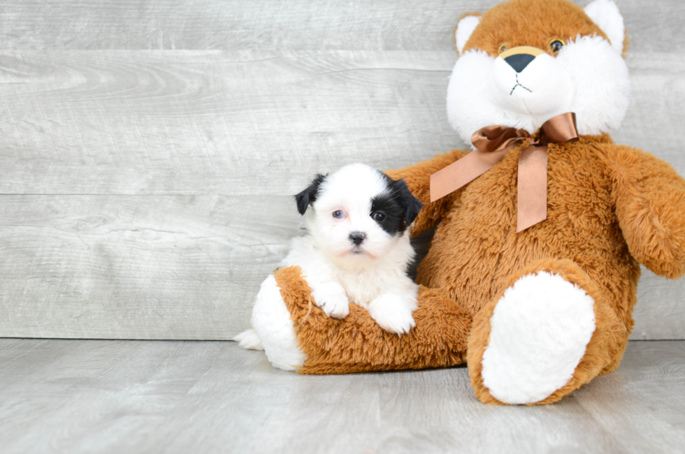 teddy bear shichon puppies for sale