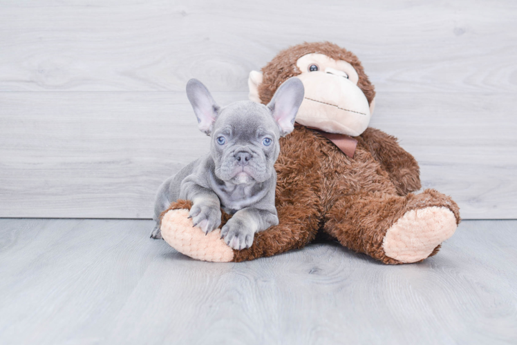 Meet Ghost - our French Bulldog Puppy Photo 1/2 - Premier Pups
