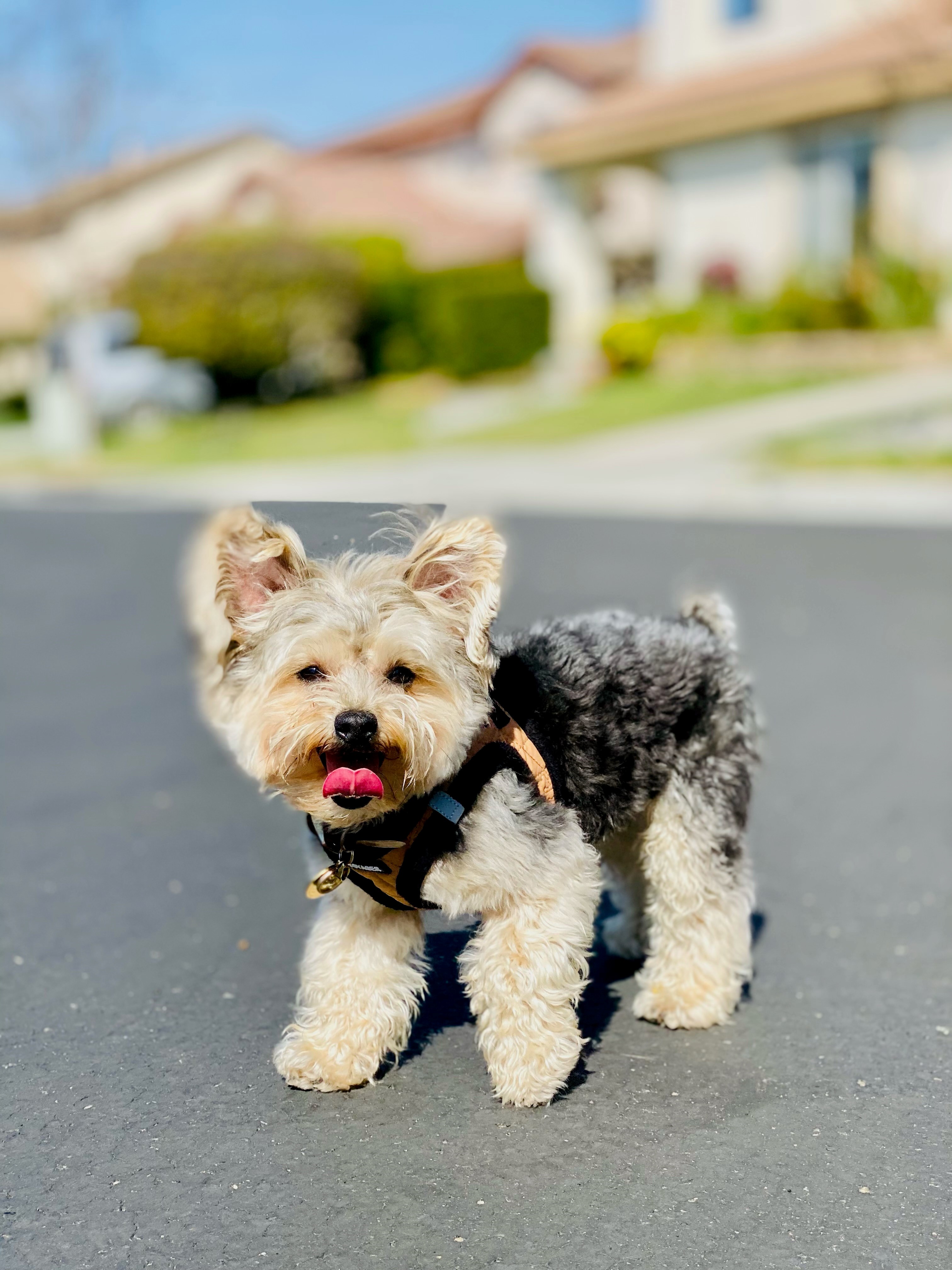 Yorkiechon puppies hot sale for sale