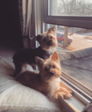 Puppy For Sale Premier Pups Popular Yorkshire Terrier Pup