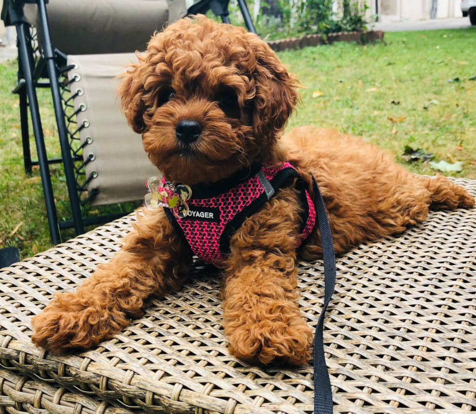 red cavapoo with low shedding coat