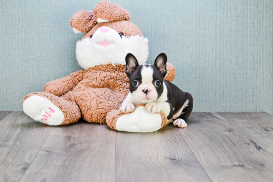 Energetic Frenchie Purebred Puppy