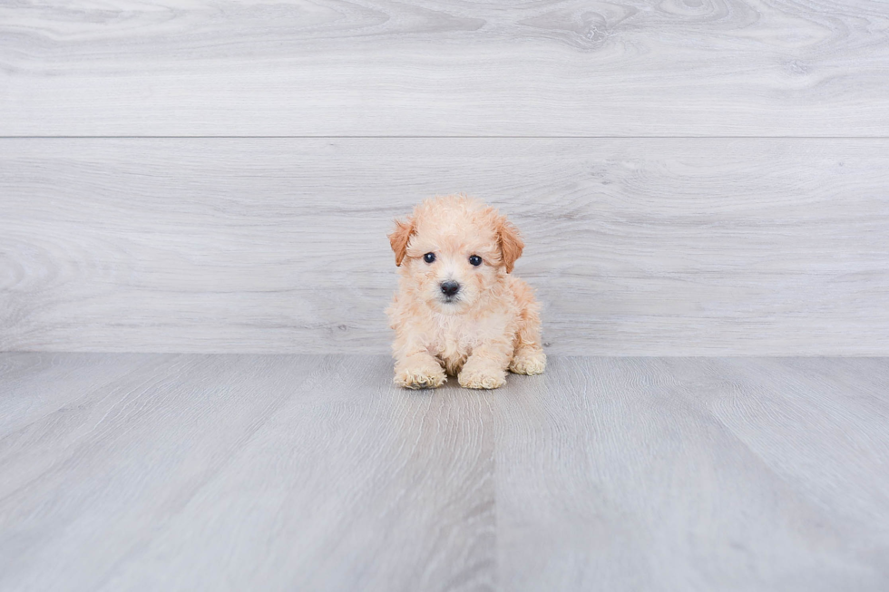 Meet Colton - our Maltipoo Puppy Photo 1/3 - Premier Pups