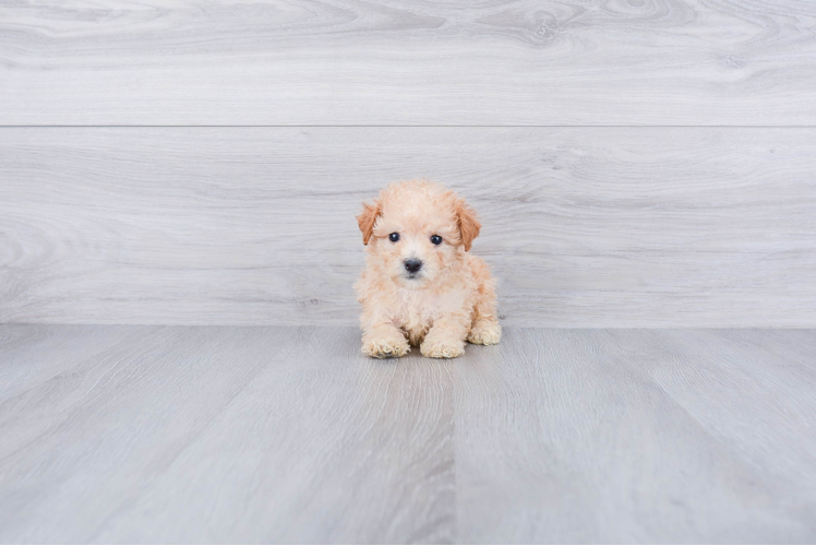 Meet Colton - our Maltipoo Puppy Photo 1/3 - Premier Pups