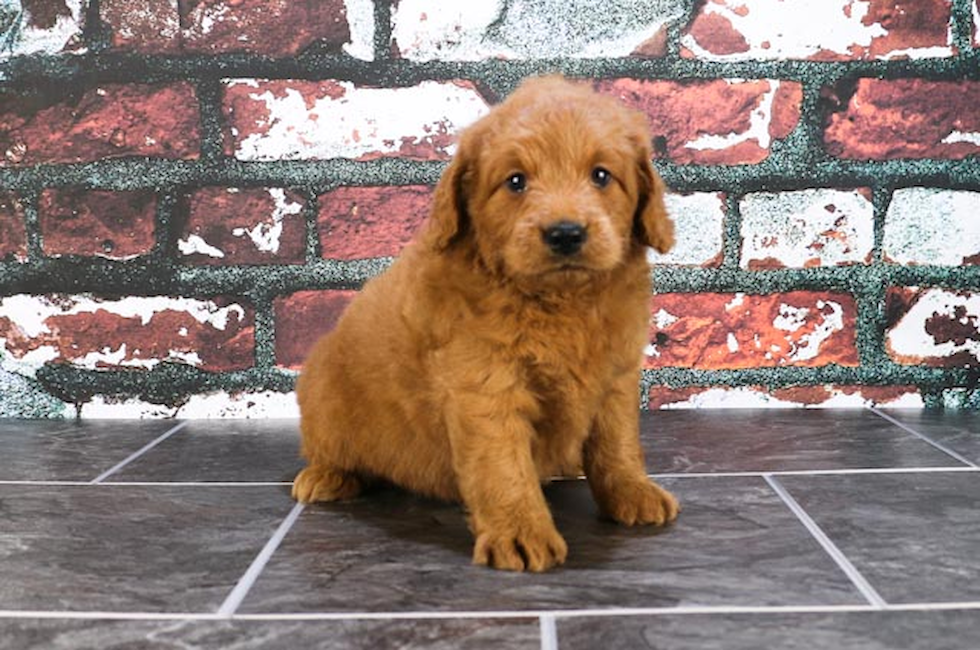 Adult Goldendoodles For Sale 43