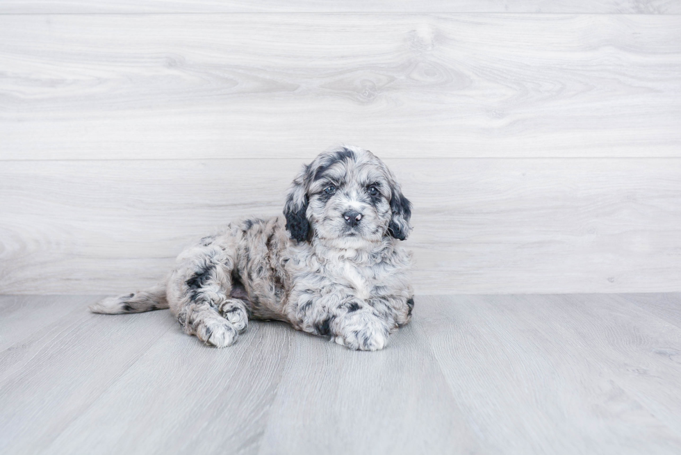 Meet Rolo - our Mini Goldendoodle Puppy Photo 2/4 - Premier Pups