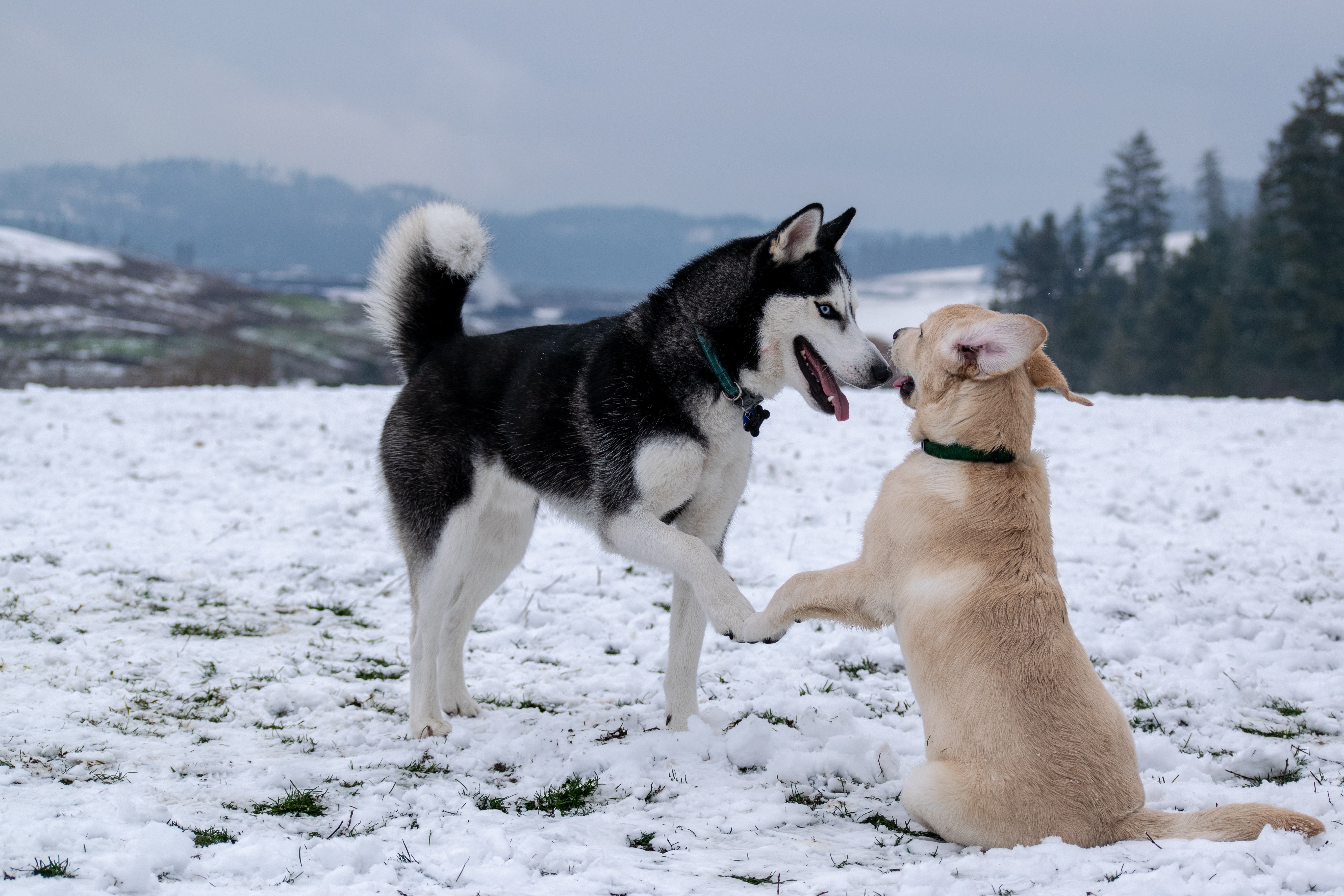 two dogs in the snow looking affectionate towards each other