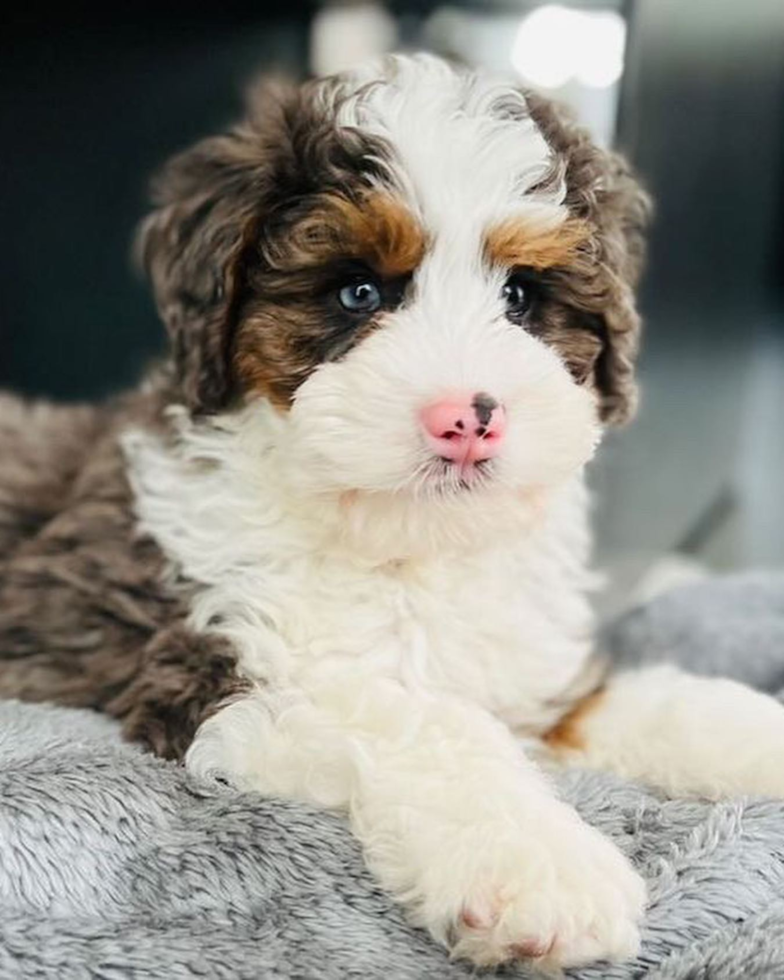tricolor mini bernedoodle sitting on a rug - what is the lifespan of a mini bernedoodle puppy