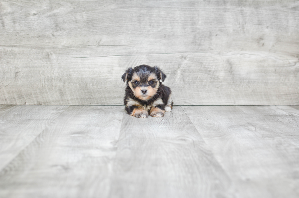 Morkie Puppies for Sale - On-the-spot Adoption in Ohio ...