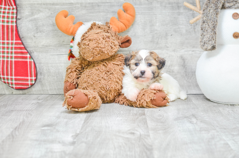 8 week old teddy bear puppies