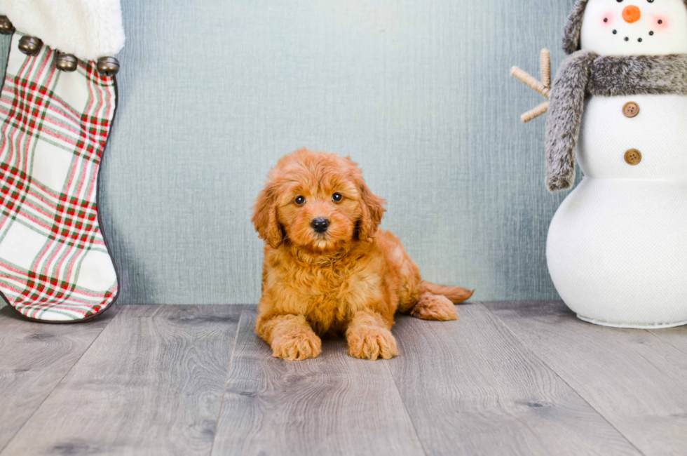 Mini Goldendoodle Puppies for Sale US Shipping Premierpups