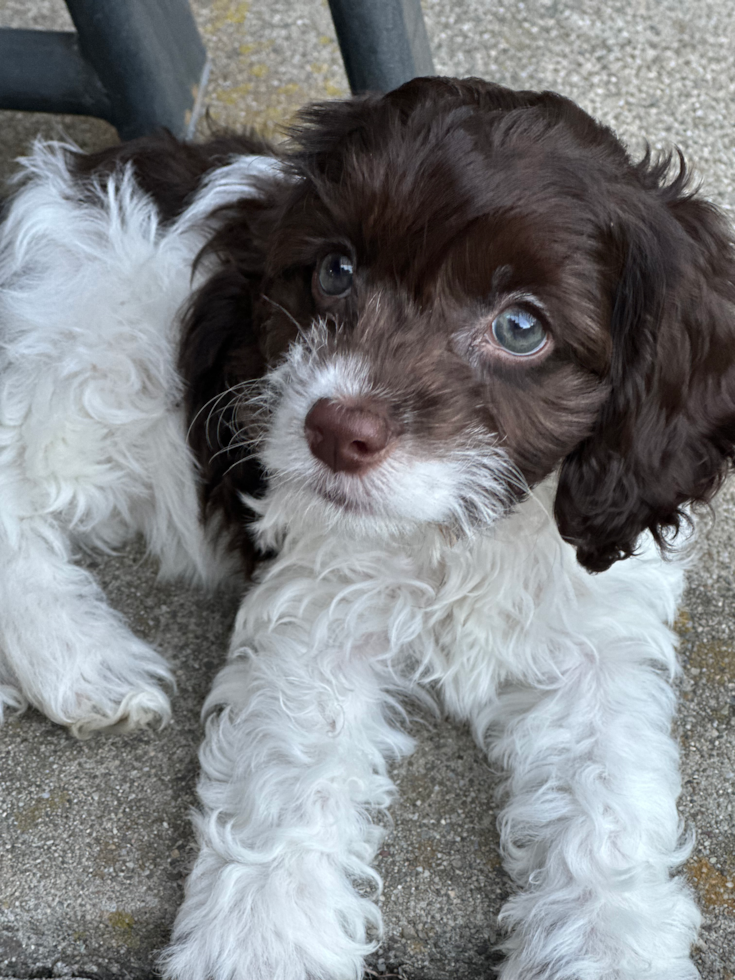 brown and white cockapoo dog sitting on the floor near a chair