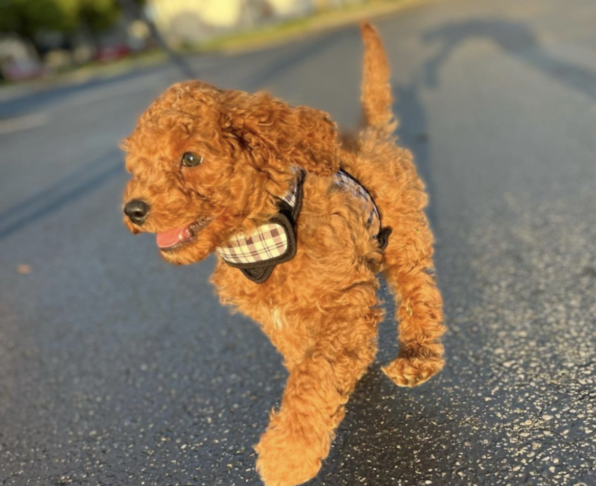 toy cockapoo walking outside on pavement - toy cockapoo guide 