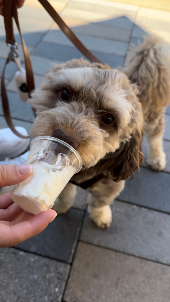 cockapoo adult eating whip cream from a cup - best food for cockapoos guide 