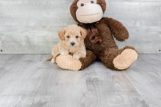 Petite Maltipoo Poodle Mix Pup