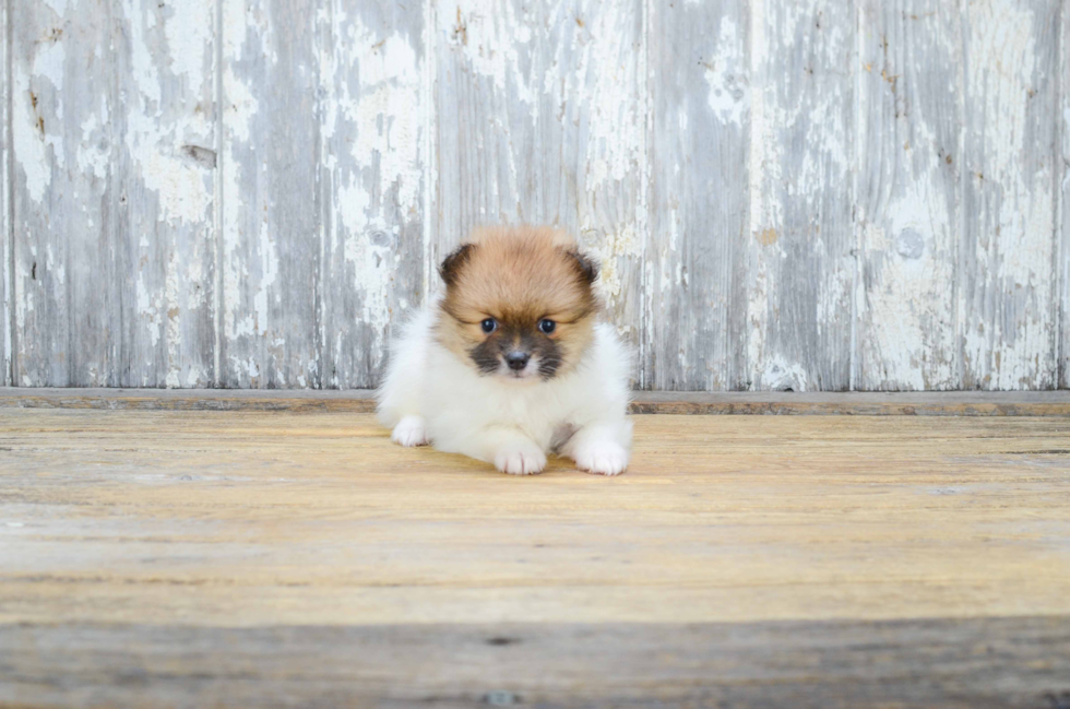 Akc Registered Pomeranian Purebred Pup