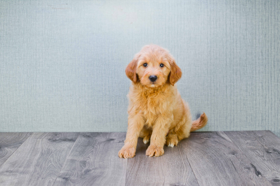 Energetic Golden Retriever Poodle Mix Puppy